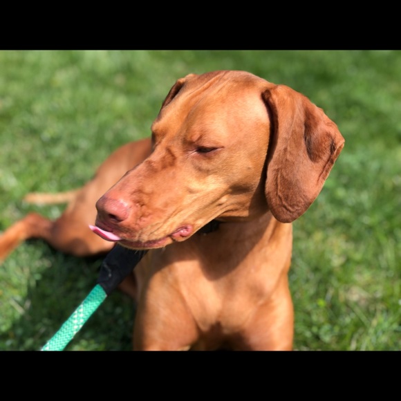 Meet your Posher, Gretchen - Picture 1 of 1